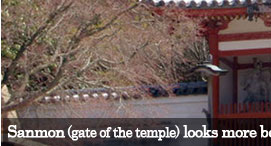 Sanmon(gate of the temple) looks more beautiful with cherry tree in spring.